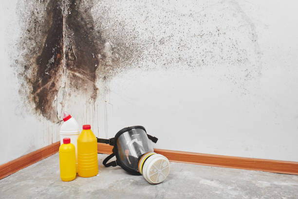 Best Bathroom Mold Remediation in Montgomery, TX