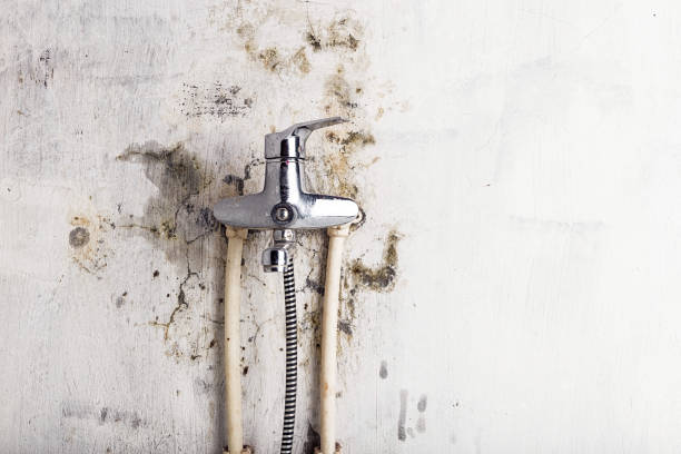 Best Black Mold Remediation in Montgomery, TX