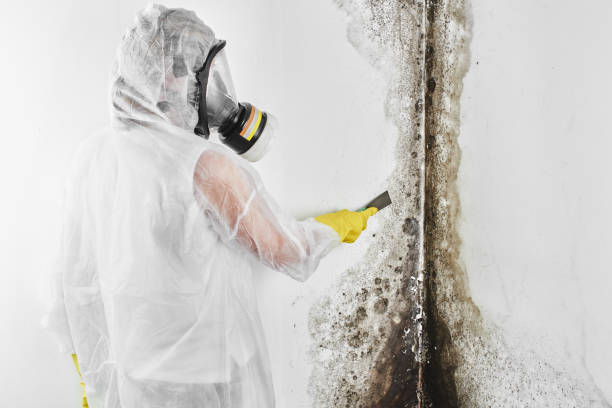 Best Post-Flood Mold Remediation in Montgomery, TX
