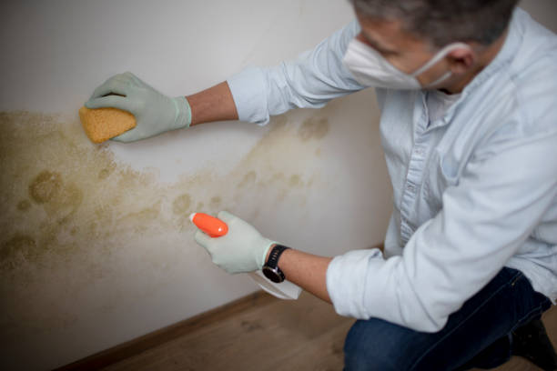 Best Basement Mold Remediation in Montgomery, TX