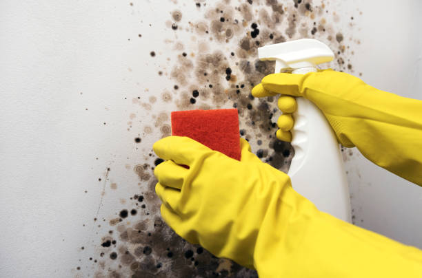 Best Black Mold Remediation in Montgomery, TX