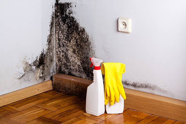 Best Attic Mold Remediation in Montgomery, TX