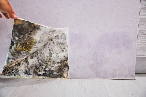 Best Black Mold Remediation in Montgomery, TX